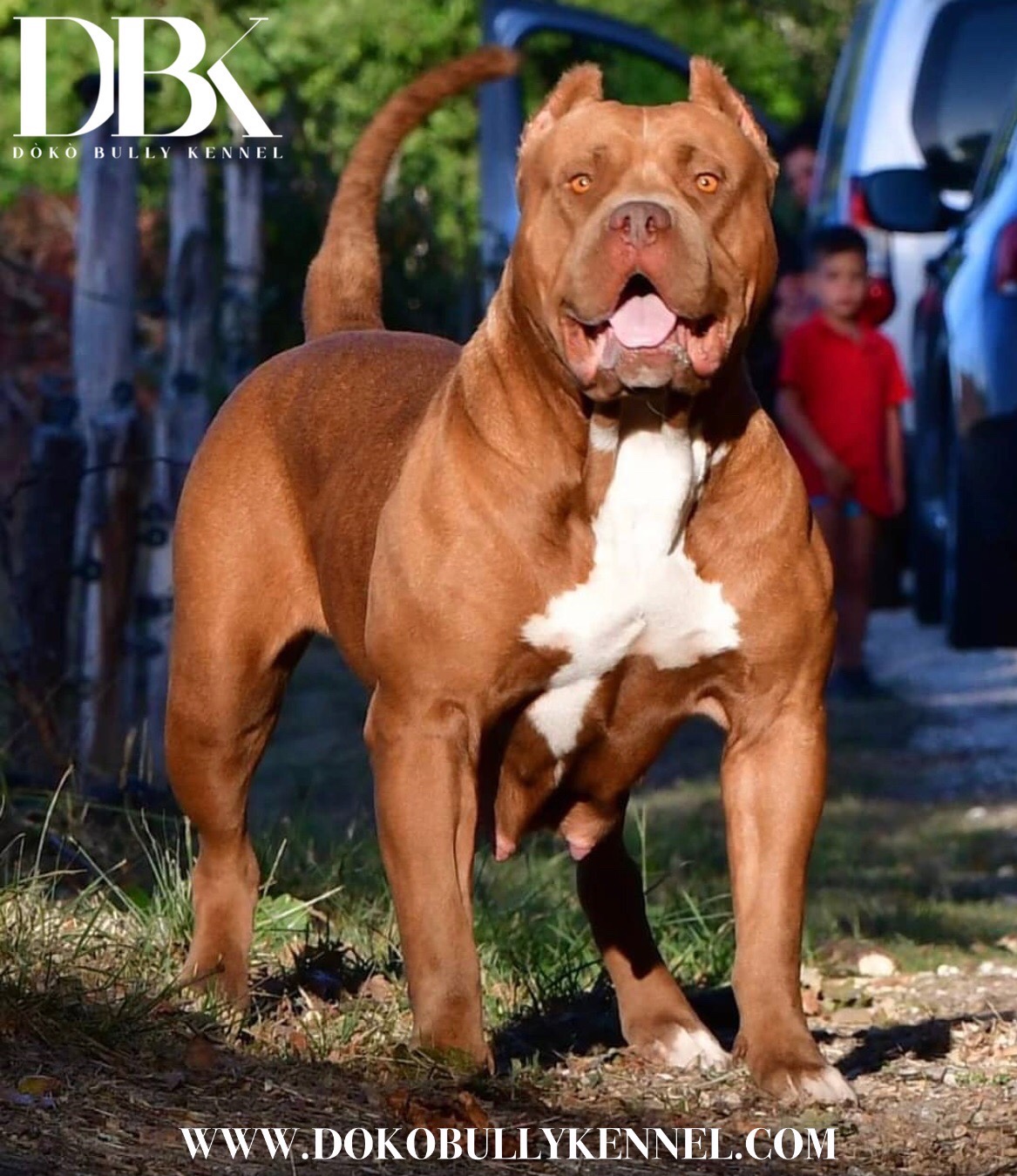 photo-brownie