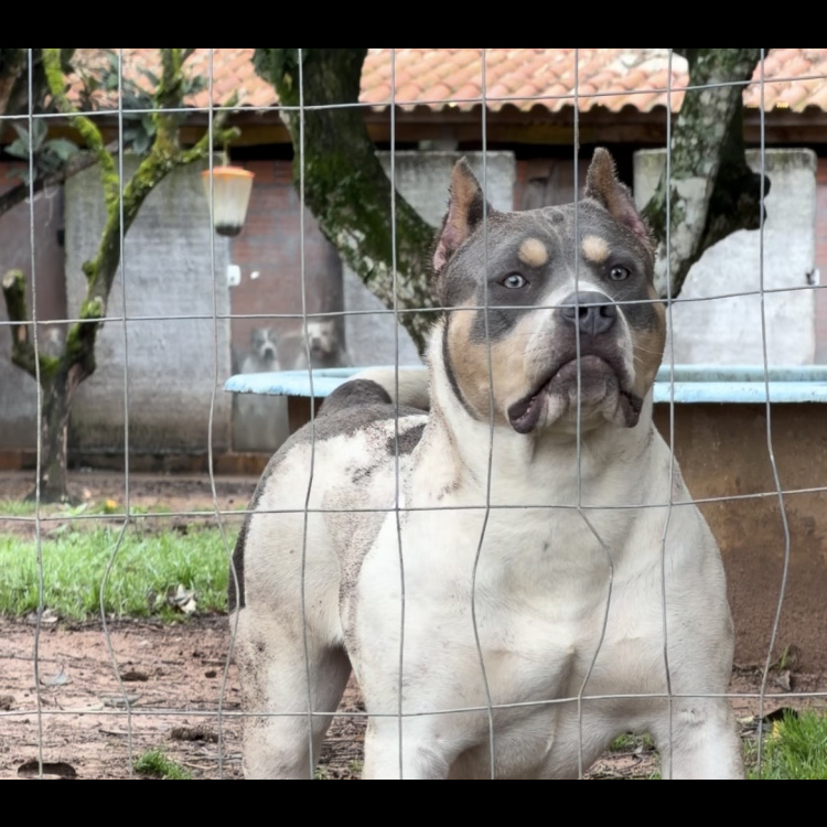 LBK BITELA-main-picture