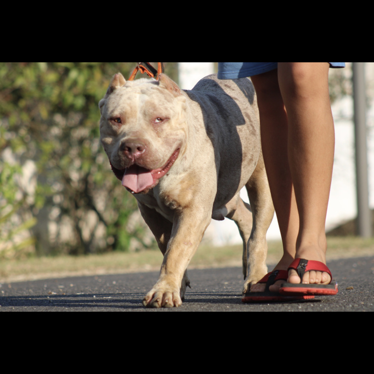 DOKO BULLY CAYENNE-main-picture