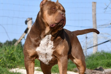 BOSSY'S MOLLOCK-main-picture