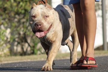 DOKO BULLY CAYENNE-main-picture